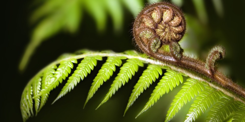 New Zealand’s Silver Fern symbolizes new life, growth, strength and peace.